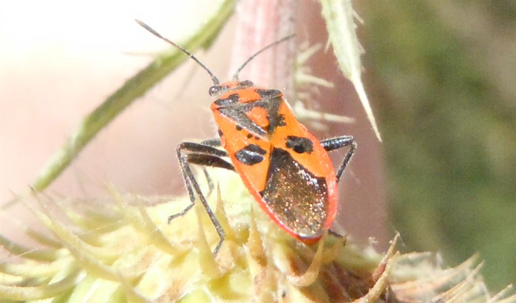 Rhopalidae: Corizus hyoscyami della Campania (NA)